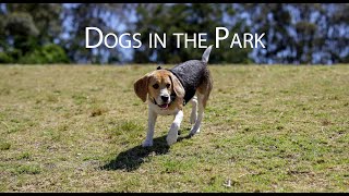 Dogs in the Park! Camera Comparison