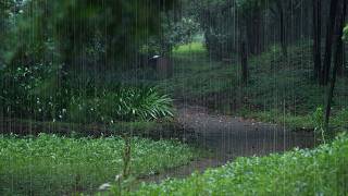 The path in the park is raining(13) , sleep, relax, meditate, ASMR, Real Shot