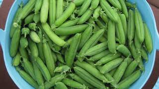 How to Grow Peas - In the Alaska Garden with Heidi Rader