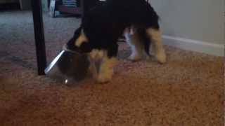 Guido vs Cone of Shame