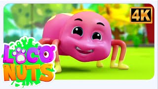 Incy Wincy Spider Popular Nursery Rhyme and More Music for Kid s
