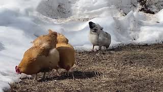 Spring On The Homestead | What Is Happening With The Animals