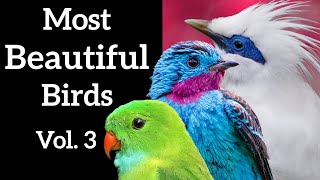 Most Beautiful Birds Volume 3