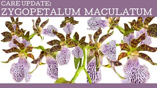 Care update: Zygopetalum maculatum