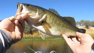 Bass Fishing Arivaca Lake In Southern Arizona - These Fish Are STACKED In This Cove!!