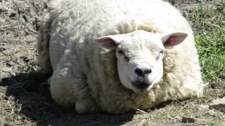 Weird Sheep Looks Like Zool from Ghostbusters