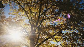 Trevor Hall and The Great In-Between - watching the leaves fall OG (Official Lyric Video)