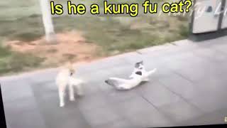 Karate cat ￼￼