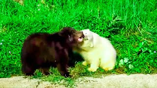 A Grizzly Bear Thought He Was All Alone, But Then He Met An Unusual New Friend