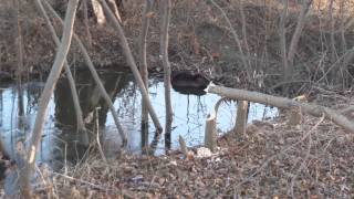 Mr. Beaver Hard At Work On The Golf Course