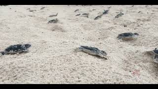 TORTUGUITAS / santuario ecologico de las tortugas marinas
