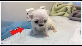 Feeding Tube to First Bark: The Secret Life of a Miracle Puppy. 🍼#rescue #rescueefforts #dog #pets