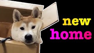 shibe finds new home