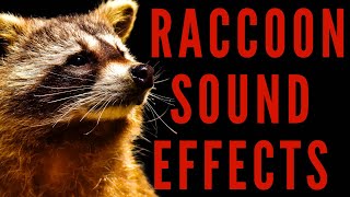 WHAT DOES RACCOON SOUND LIKE - Raccoon Sound Effects | maktub_ytv