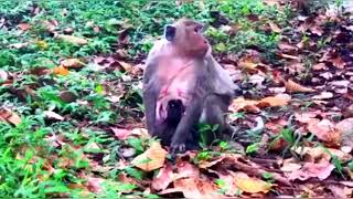 #monkey #babymonkey #rojo #monkeyfamily RoJo Channel Part.36