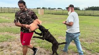VOMARTILESKENNEL.com 386-209-0595 working young dogs.  Live Oak, Florida