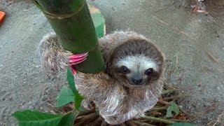 a sloth with pink nails