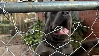 We finally let Winter see her son Magic since her leg healed ❤️🥹 #canecorso #breeders
