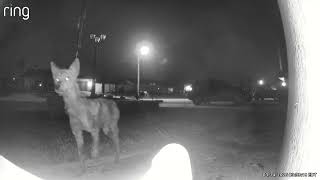 Coyote near Engrlwood FL