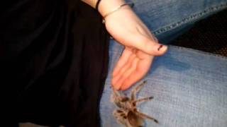 Bekah VS Tarantula