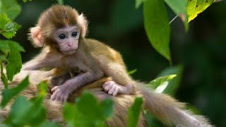 Wild Monkeys at Silver River, Ocala Florida - Rhesus macaques live in Florida - Captain Tom