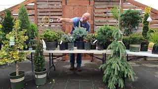 Conifer Kingdom
