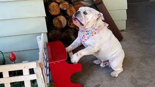 Super Talented Animals | FUNNY And CUTE Pet Videos
