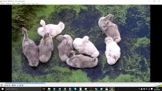 Cygnets frolicking on a canal in Amsterdam