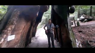 Giant Redwood Makes Music In The Avenue Of The Giants With Tom Wall Of Cosmic Knot