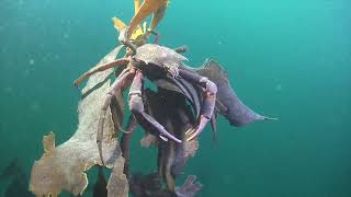 Science Divers