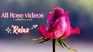 Beautiful Rose's relaxing music| meditation video's, 5 minute music video's ,, mind relax music