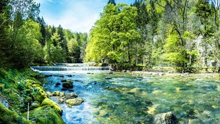 Pleasant Birds Singing, Sleep,  Positive Energy