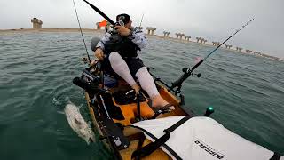 Decent Kingfish hooked. How to properly gaffe pelagic fish from a kayak. Hobie PA 14 offshore