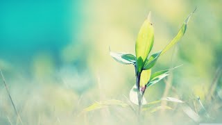 Joshy Cy Live Stream