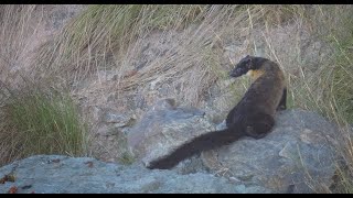 Yellow-Throated Martin