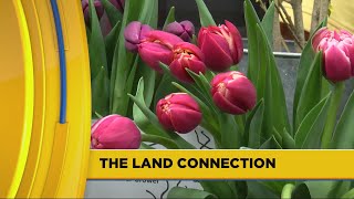 CI Living The Land Connection with Illinois Willows