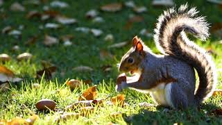 Playful Squirrel Moment