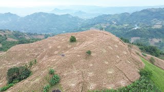 Amazing Corn Field Top  Mountain in Valencia Bukidnon