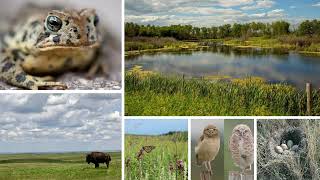 Maximizing your on farm assets  Saskatchewan’s grasslands & natural areas are key to mitigating & ad