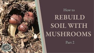 How to Rebuild Soil with Wine Cap Mushrooms: Part 2