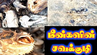 மீன் செத்தா 🐟 கருவாடு 🚫 Danger ரொம்ப பயங்கரம் 🙈  Fishing video in tamil  @SangeethaMuthuVlogs