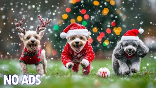 12 Hours Calming Dog TV🐶Stress Relief Music for Dogs, Separation Anxiety ❄️ Relax & Deep Sleep