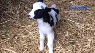 Quad lambs in Braunton