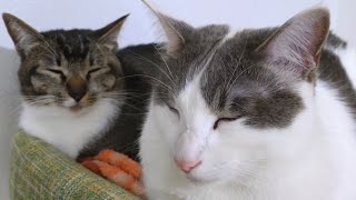 戦いの果てに🐱！