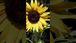 Spring Flowers in Autumn | Create Your Reality | Manifest