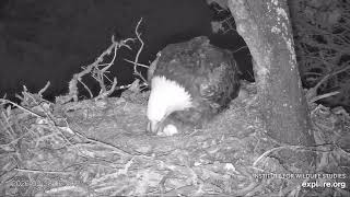 A Peek at All Three Fraser Point Eagle Eggs 02/28/2026 explore.org
