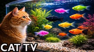 🔴 LIVE Cat TV for Cats to Watch 🐠 Relaxing Fish Aquarium (4K, No Music)