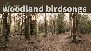 Relaxing woodland bird songs , soothing sounds of nature