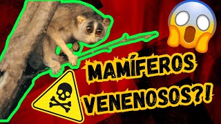 Animales venenosos  (y no sabías que lo eran) 😱 | documentales geniales sobre animales