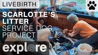 Scarlotte's Eleven - Service Dog Project - Live Cam Highlight